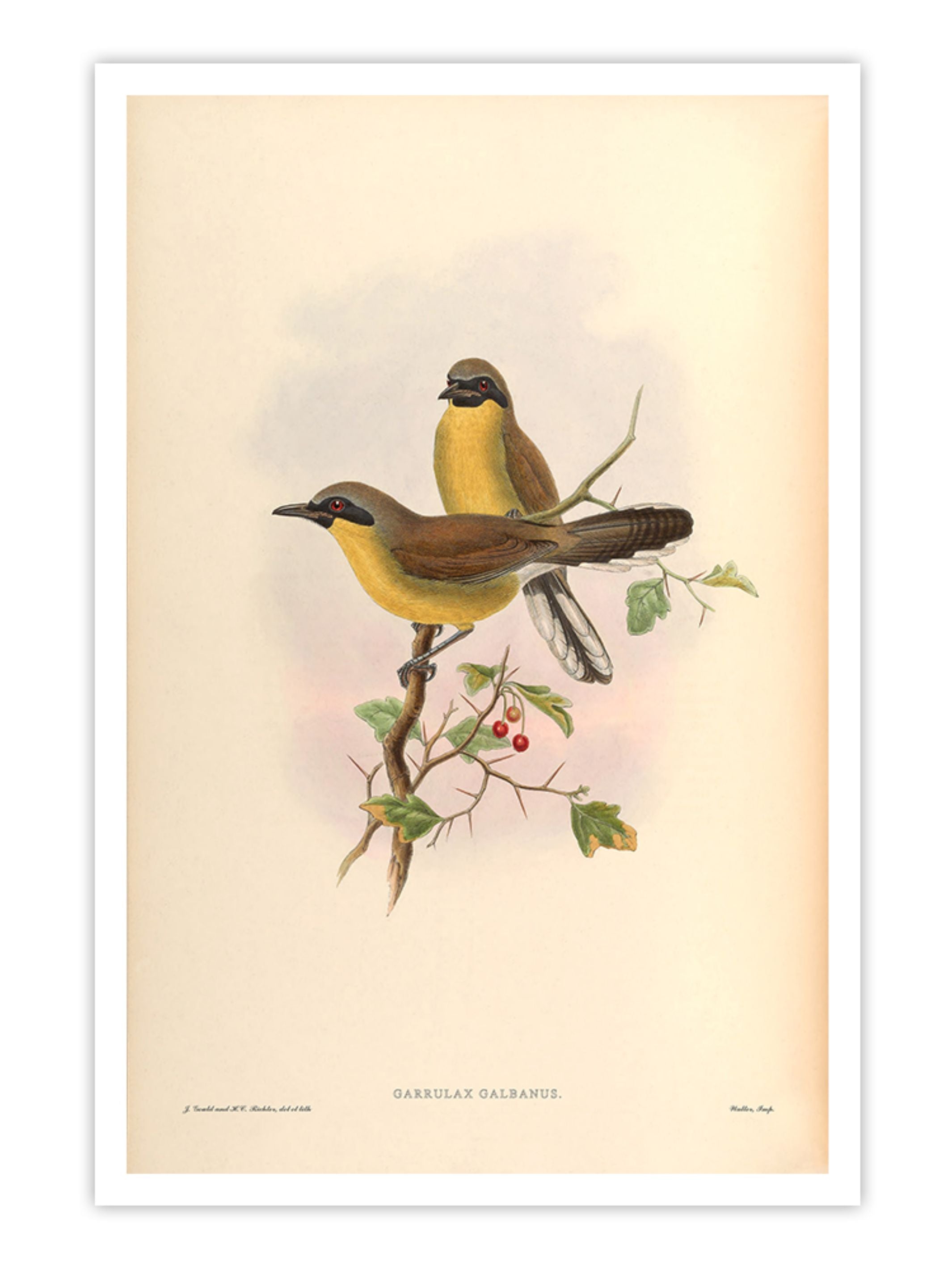 Wall Prints - Garrulax Galbanus