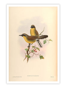 Wall Prints - Garrulax Galbanus