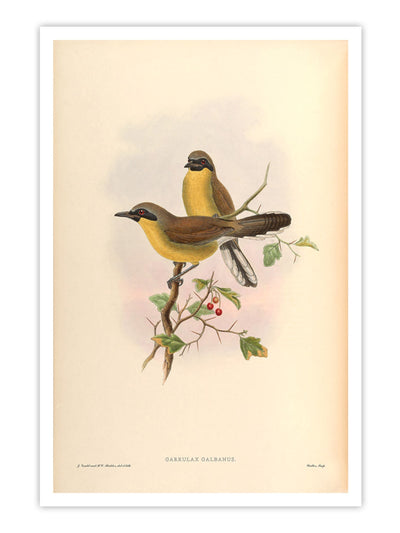 Wall Prints - Garrulax Galbanus