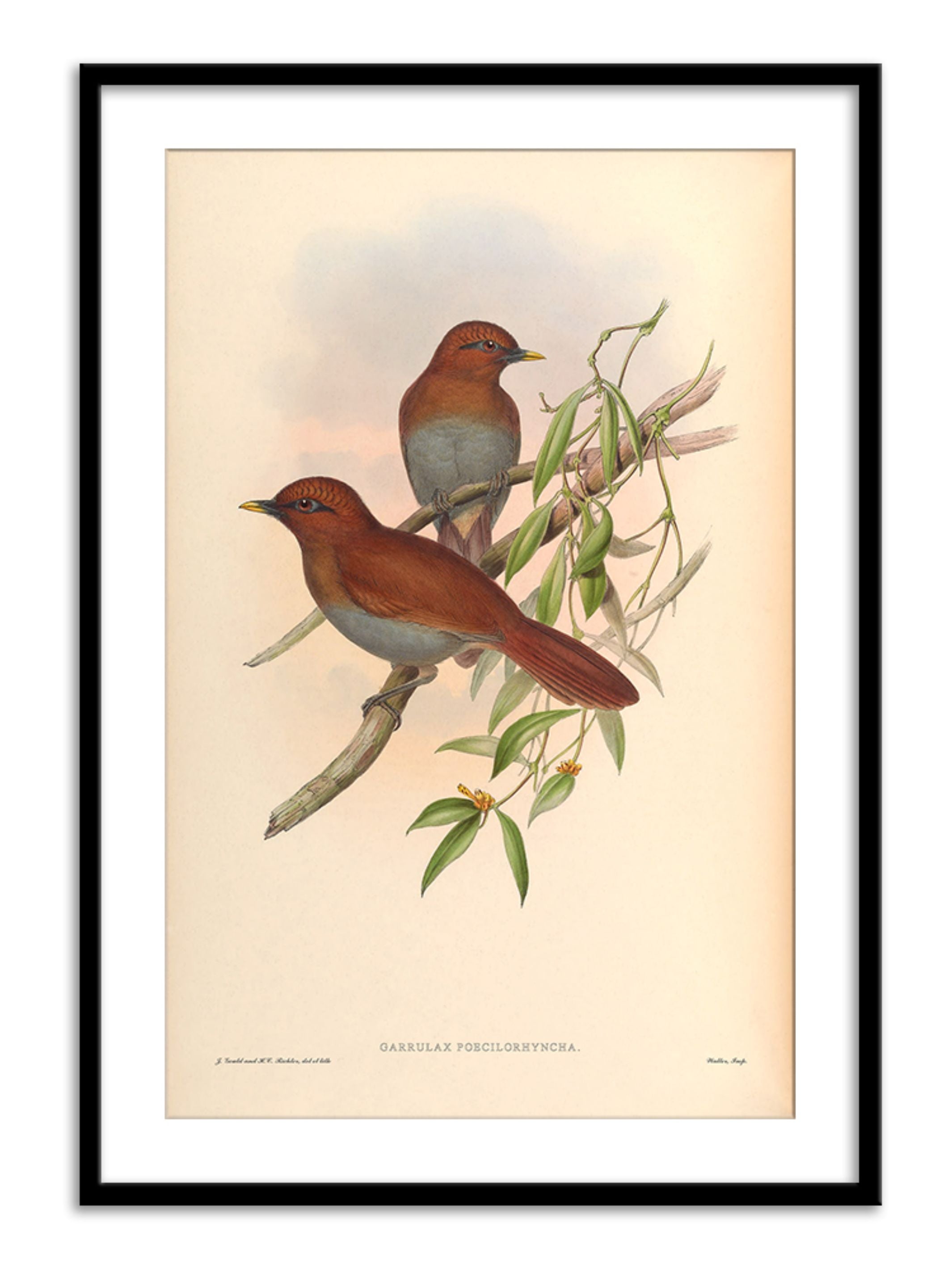 Wall Prints - Garrulax Poecilorhyncha