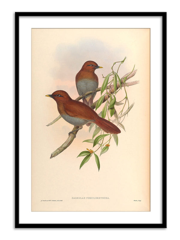 Wall Prints - Garrulax Poecilorhyncha