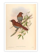 Wall Prints - Garrulax Poecilorhyncha