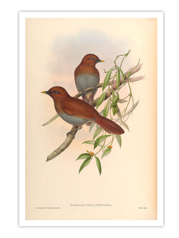Wall Prints - Garrulax Poecilorhyncha