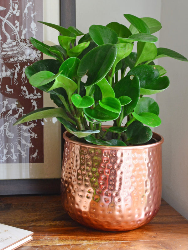 Hammered Copper Planter