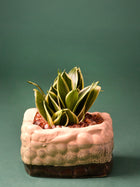 Beaded Square Ceramic Planters