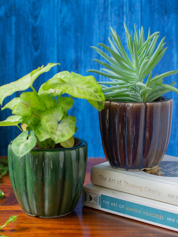 Handcrafted Ceramic Succulent Planter Set of 2