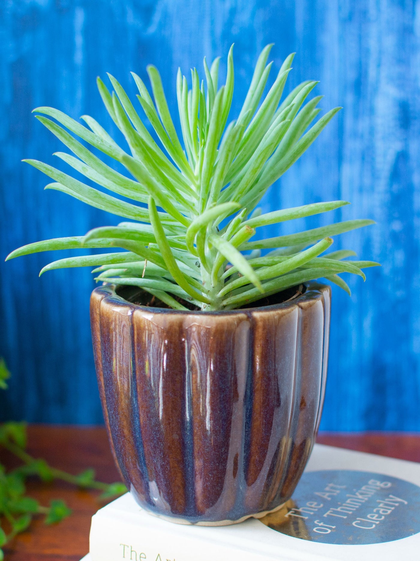Handcrafted Ceramic Succulent Planter Set of 2