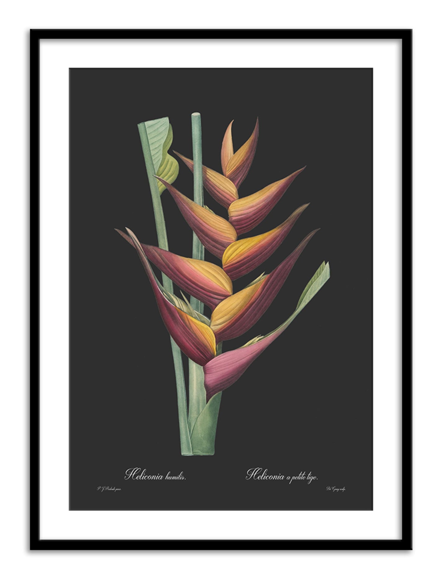 Heliconia humilis - Dark Wall Prints