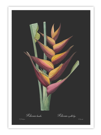 Heliconia humilis - Dark Wall Prints