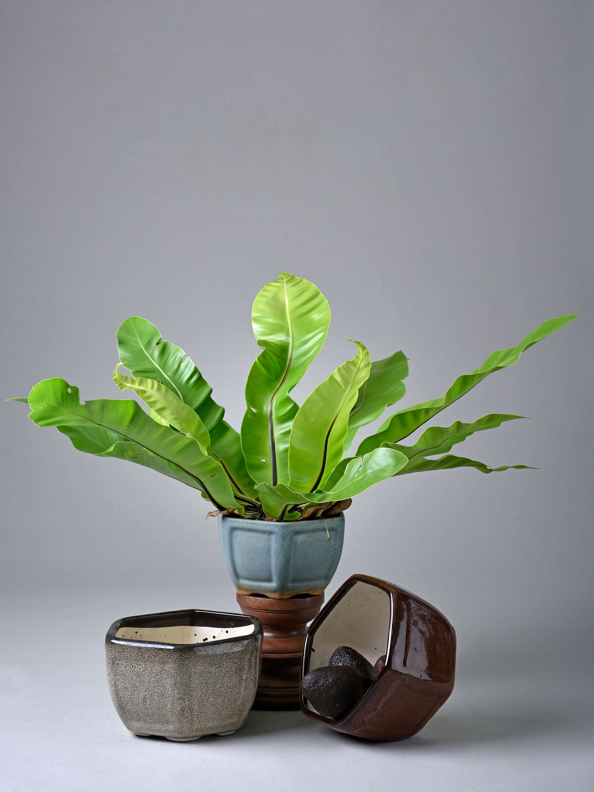 Hexadic Ceramic Planter