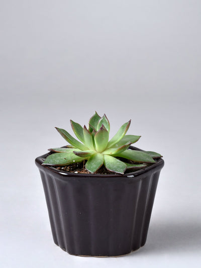 Hexagon Stripe Ceramic Planter