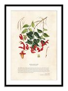 Wall Prints - Himalayan Plants - Aeschynanthes peelii