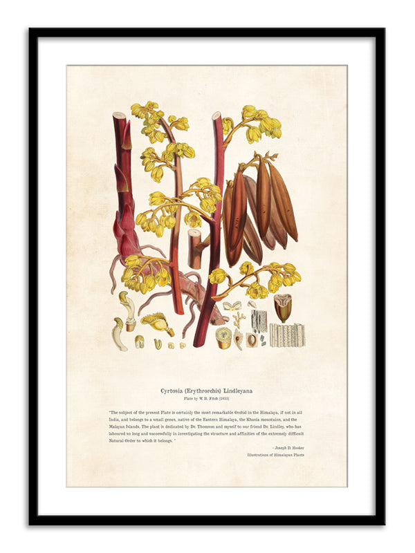 Wall Prints - Himalayan Plants - Cyrtosia Erythrorchis lindleyana