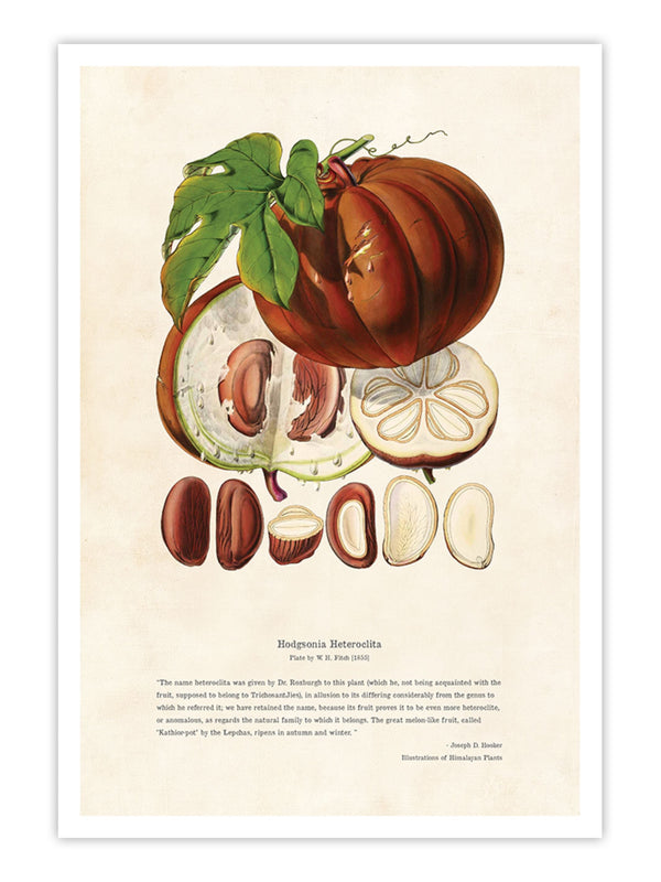 Wall Prints - Himalayan Plants - Hodgsonia heteroclita Fruit