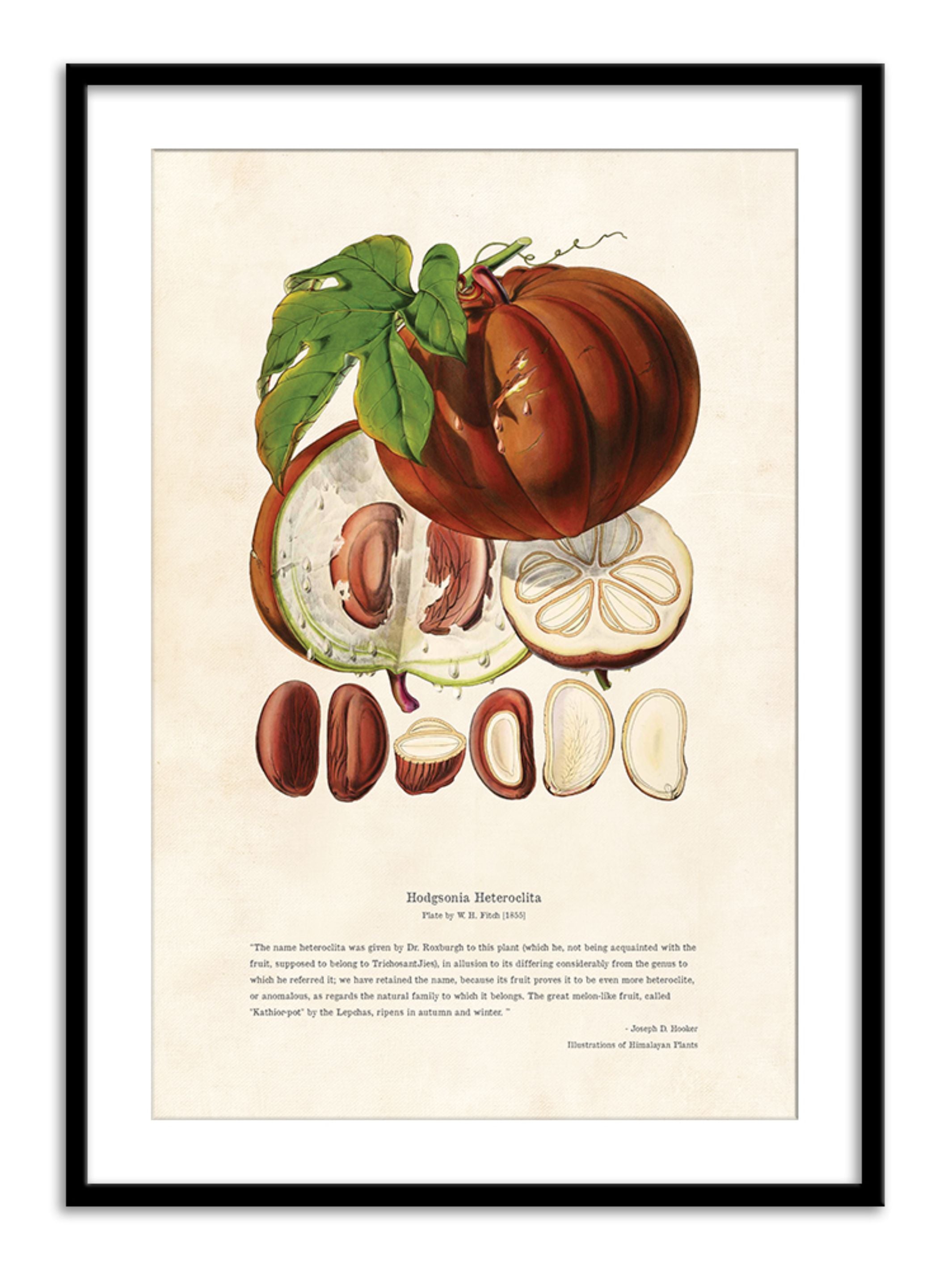 Wall Prints - Himalayan Plants - Hodgsonia heteroclita Fruit