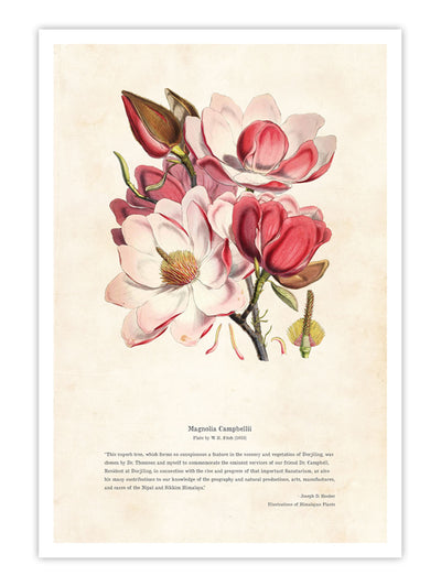 Wall Prints - Himalayan Plants - Magnolia campbellii