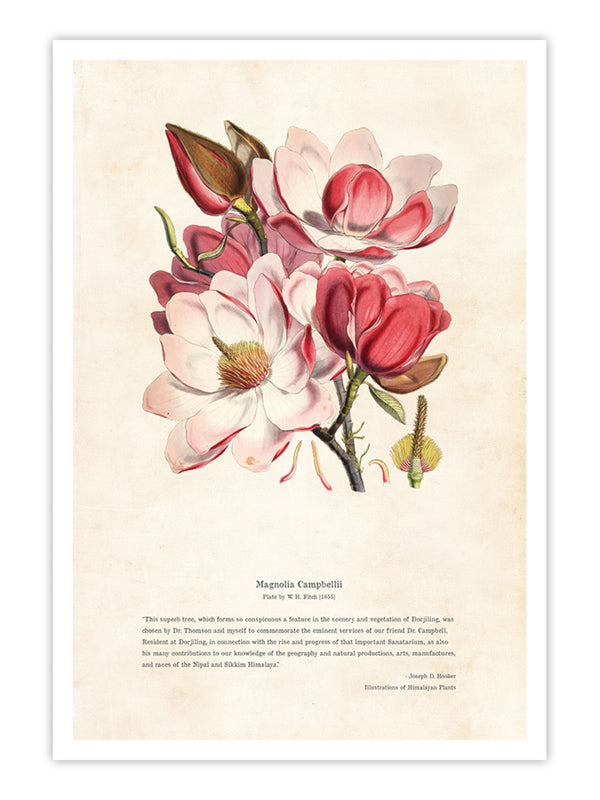 Wall Prints - Himalayan Plants - Magnolia campbellii
