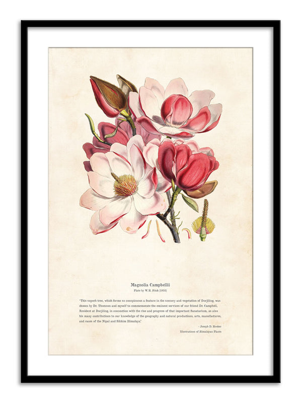 Wall Prints - Himalayan Plants - Magnolia campbellii