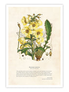 Wall Prints - Himalayan Plants - Meconopsis nipalensis