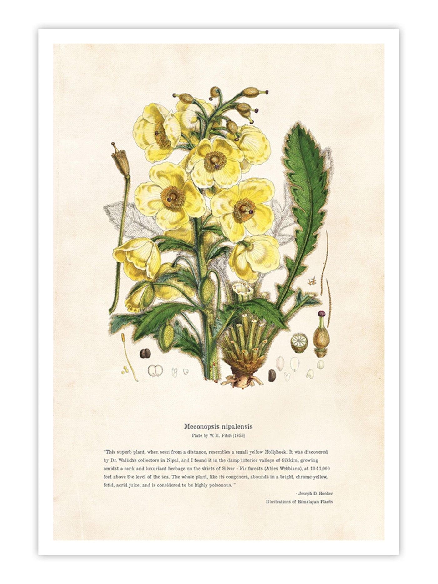 Wall Prints - Himalayan Plants - Meconopsis nipalensis