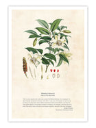 Wall Prints - Himalayan Plants - Michella cathcPrintsii