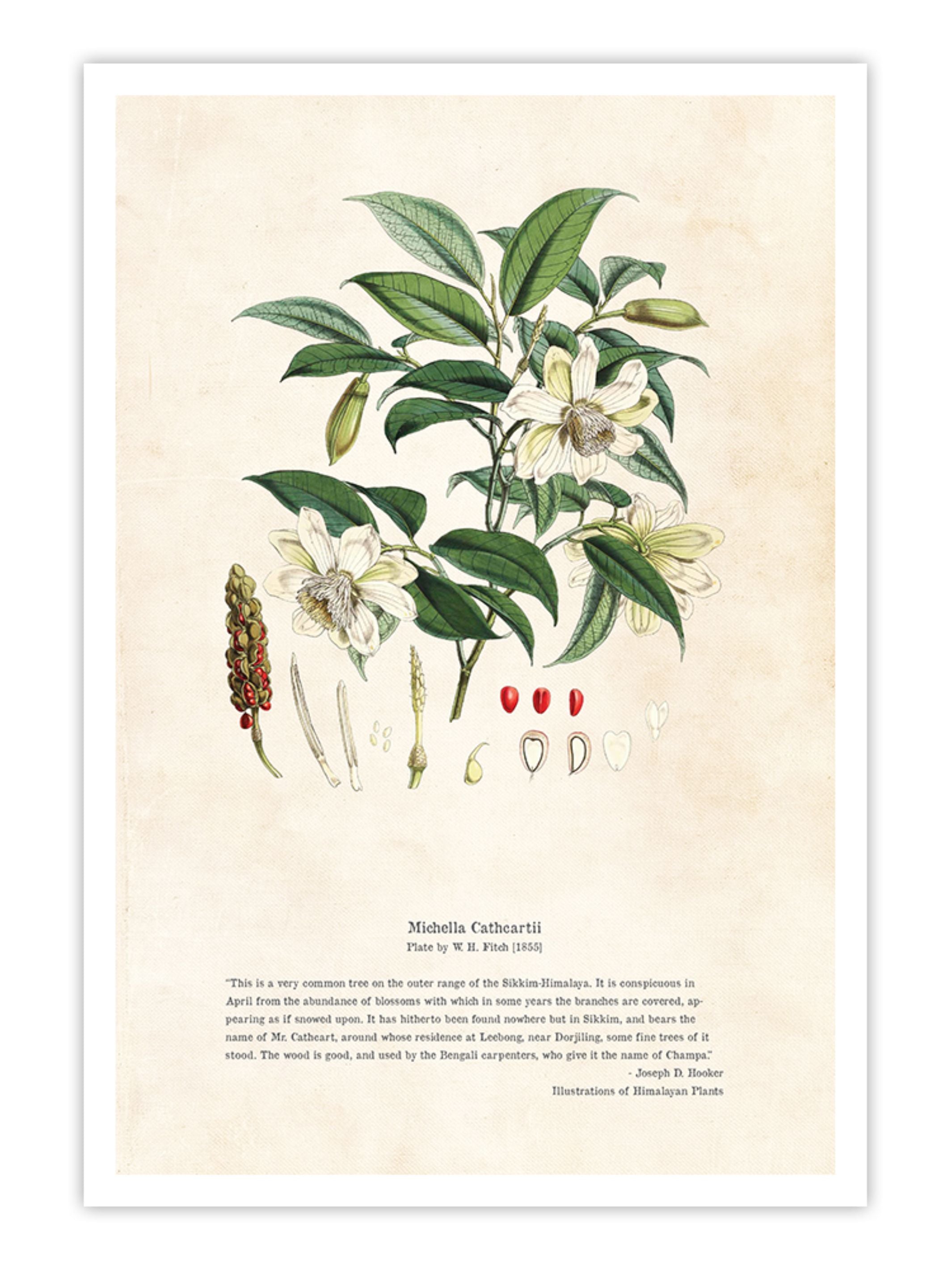 Wall Prints - Himalayan Plants - Michella cathcPrintsii