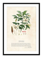 Wall Prints - Himalayan Plants - Michella cathcPrintsii