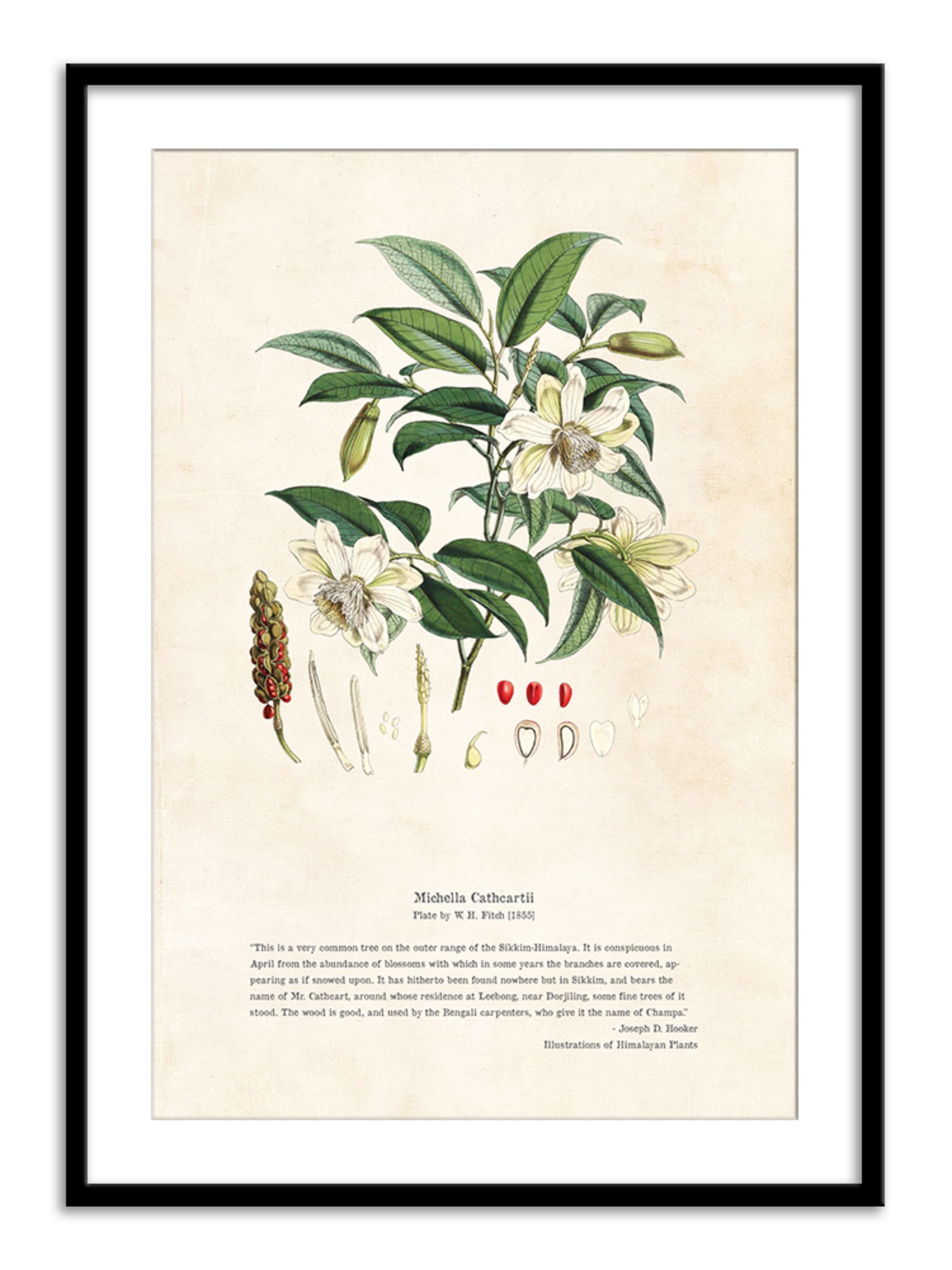Wall Prints - Himalayan Plants - Michella cathcPrintsii
