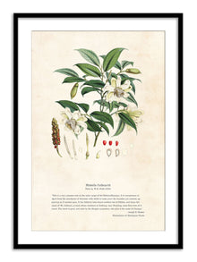 Wall Prints - Himalayan Plants - Michella cathcPrintsii