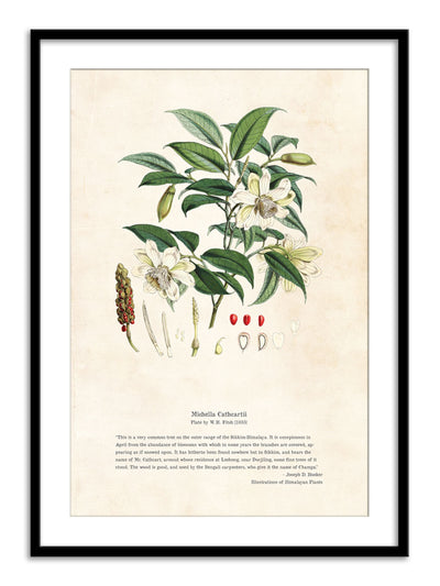 Wall Prints - Himalayan Plants - Michella cathcPrintsii