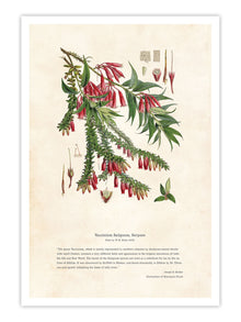 Wall Prints - Himalayan Plants - Vaccinium salignum_ Serpens