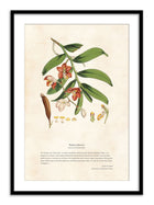 Wall Prints - Himalayan Plants - Vanda cathcPrintsi