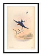 Wall Prints - Hirundo Filifera