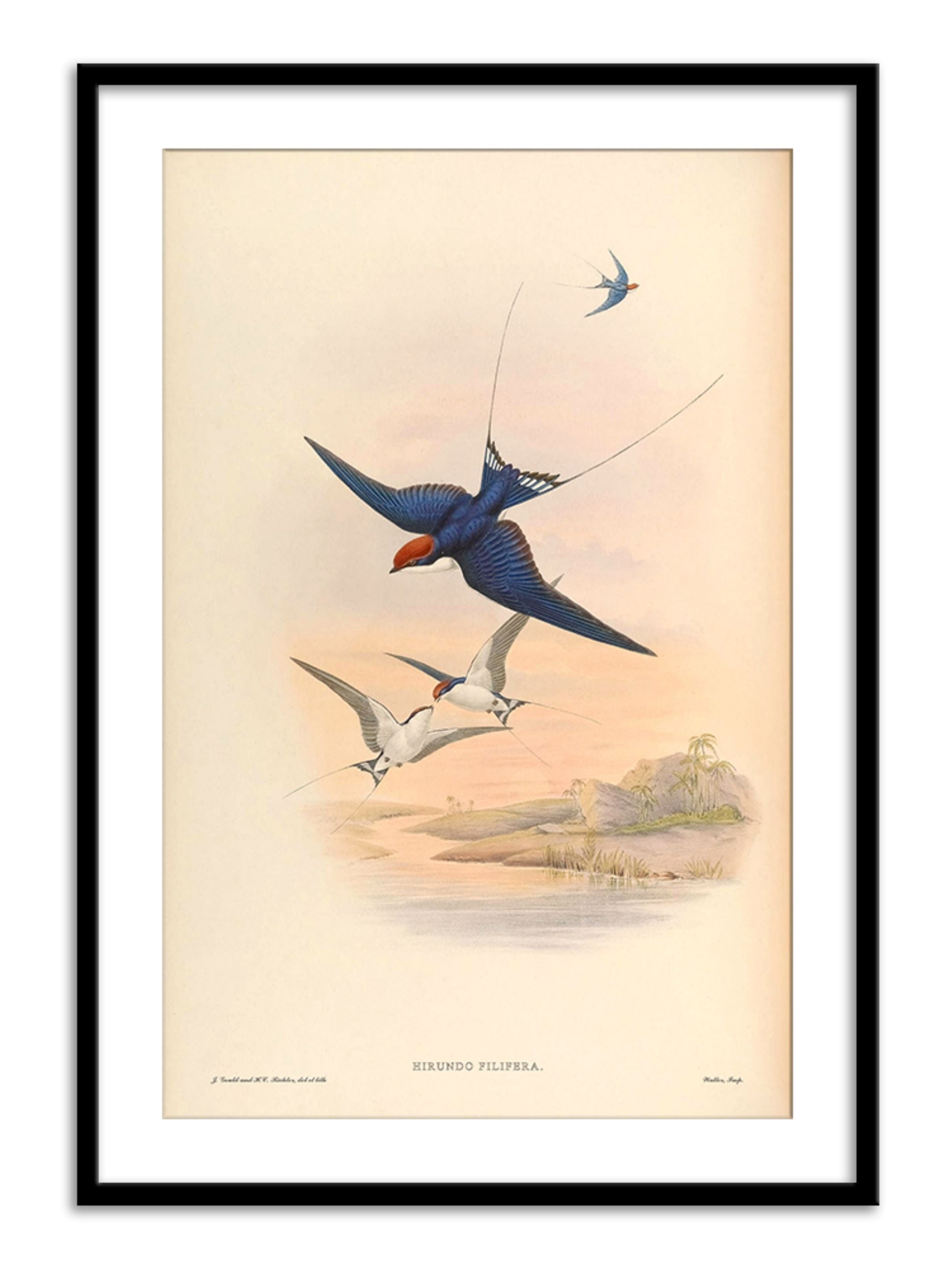 Wall Prints - Hirundo Filifera