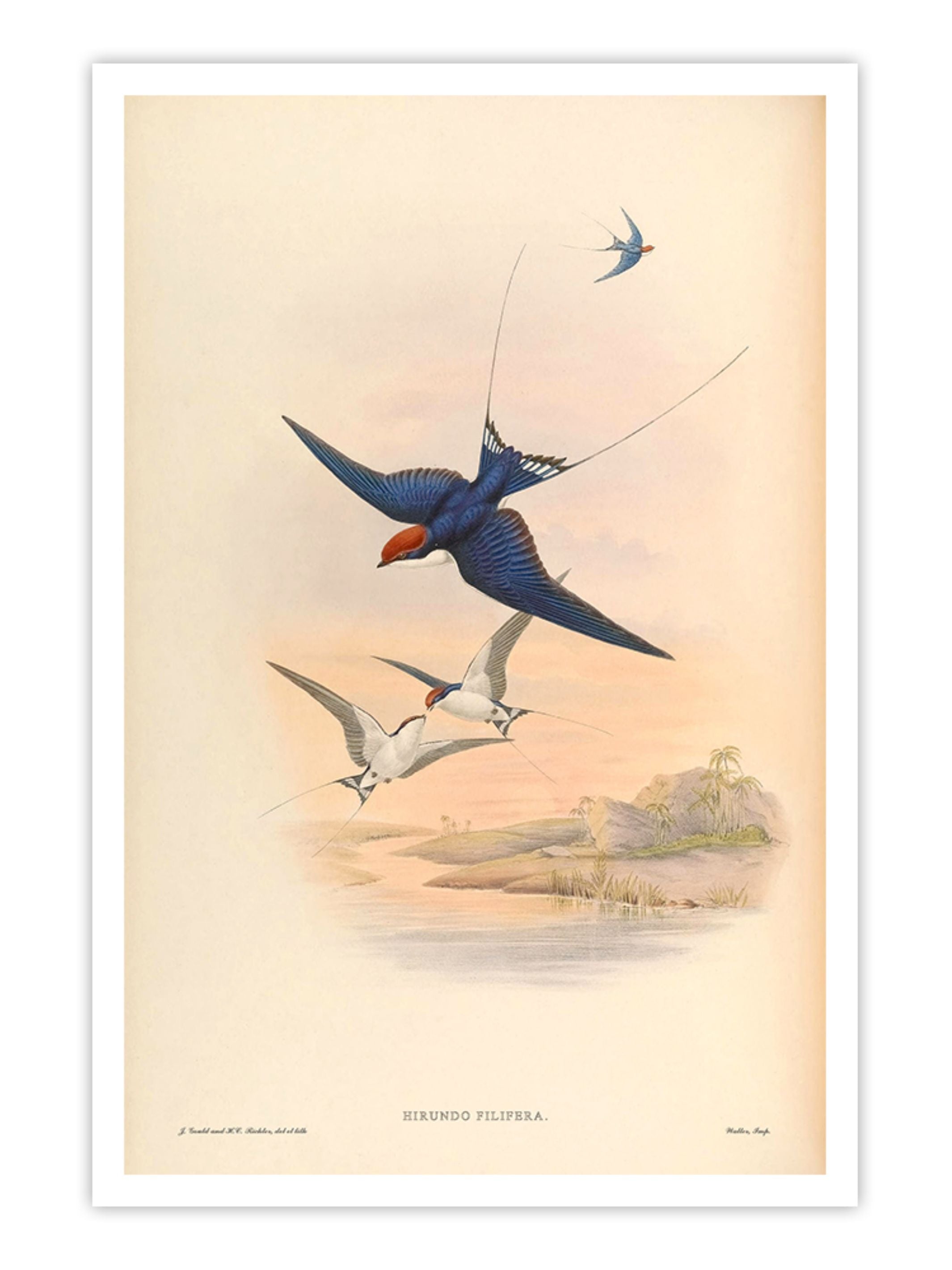 Wall Prints - Hirundo Filifera