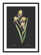 Wall Prints - Iris squalens - Dark