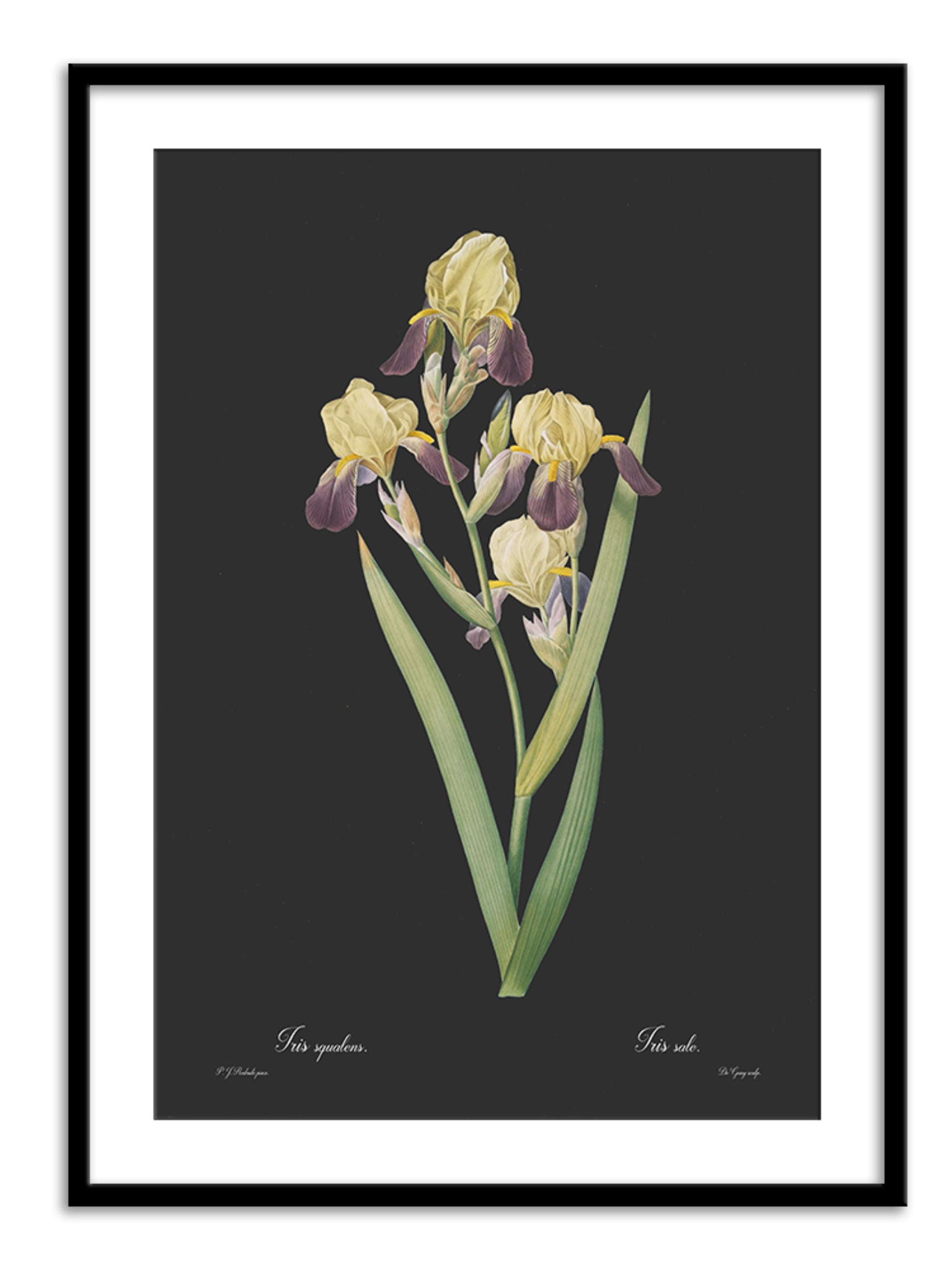 Wall Prints - Iris squalens - Dark