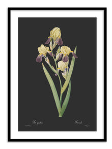 Wall Prints - Iris squalens - Dark
