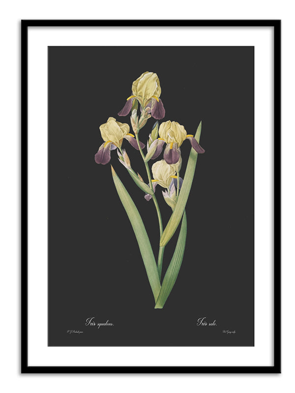 Wall Prints - Iris squalens - Dark