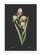 Wall Prints - Iris squalens - Dark
