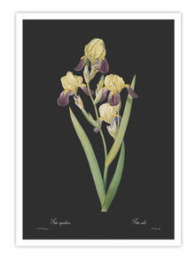 Wall Prints - Iris squalens - Dark