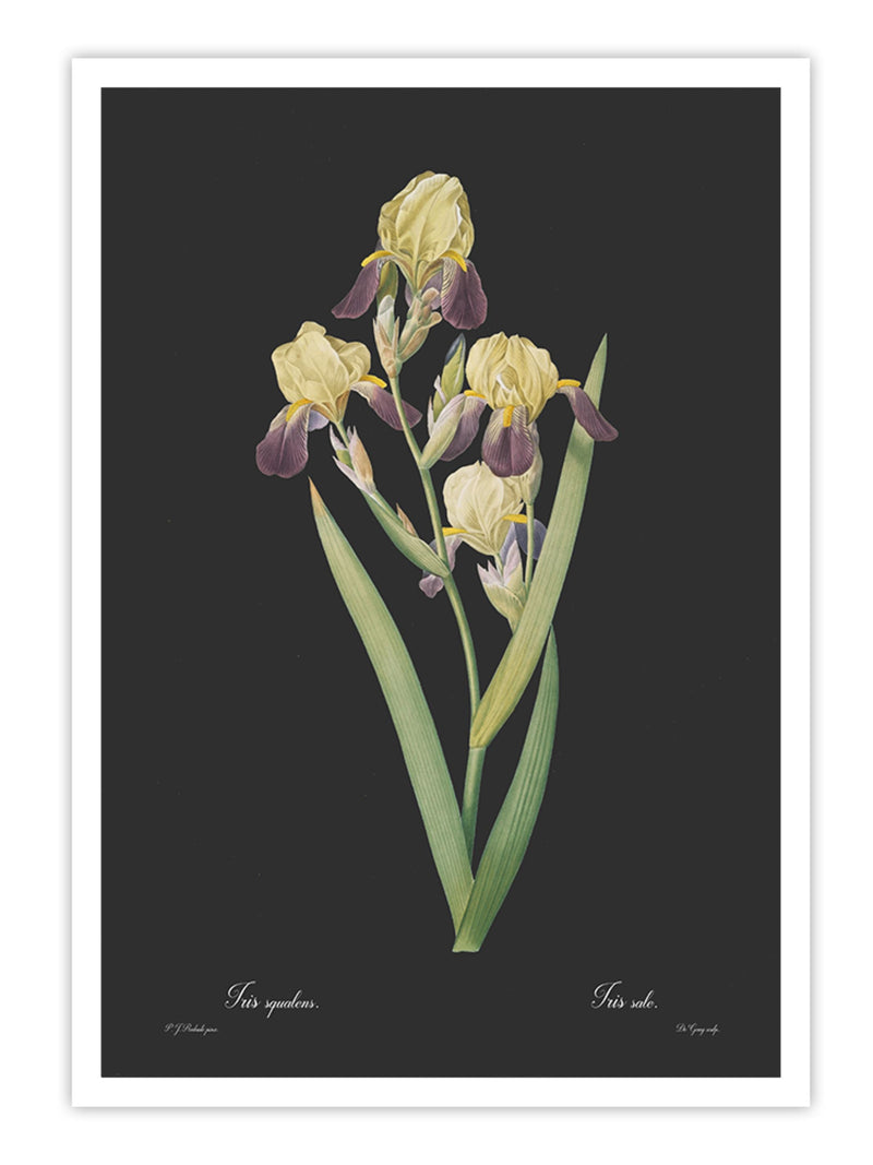 Wall Prints - Iris squalens - Dark