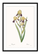 Wall Prints - Iris squalens