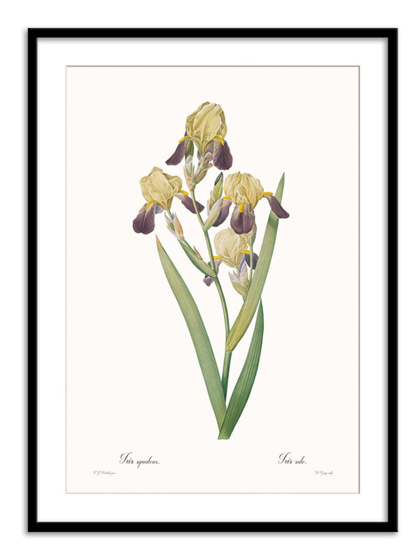 Wall Prints - Iris squalens