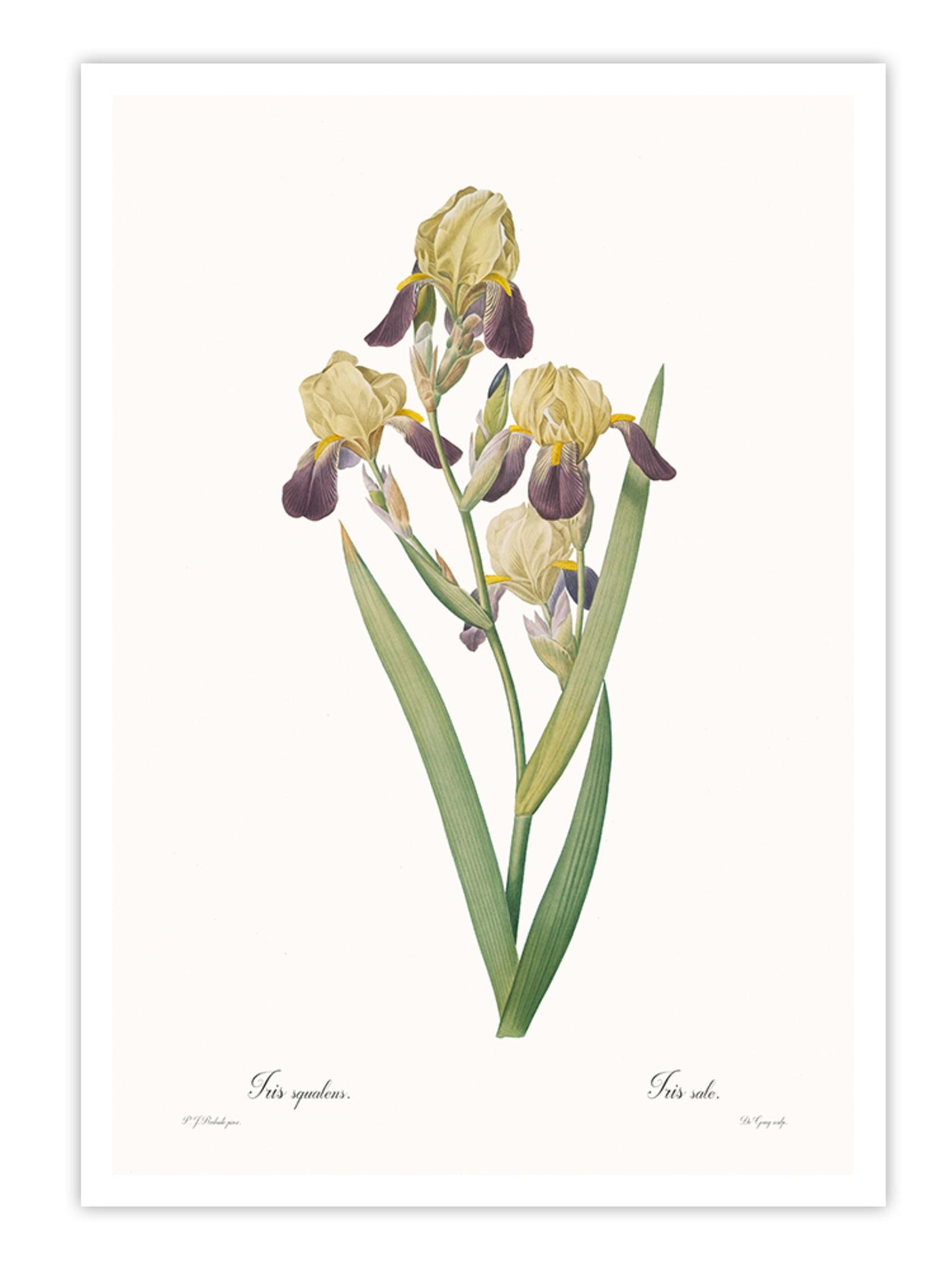 Iris squalens Wall Prints