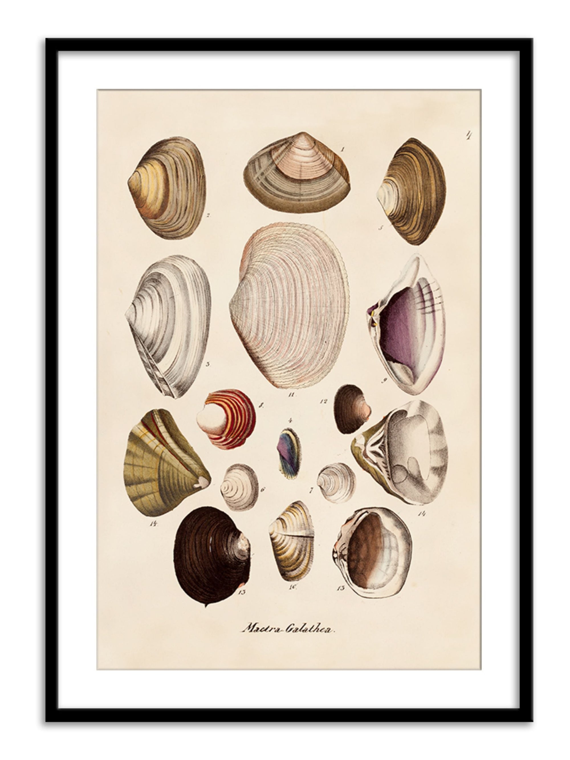 Wall Prints - Mactra - Galathea