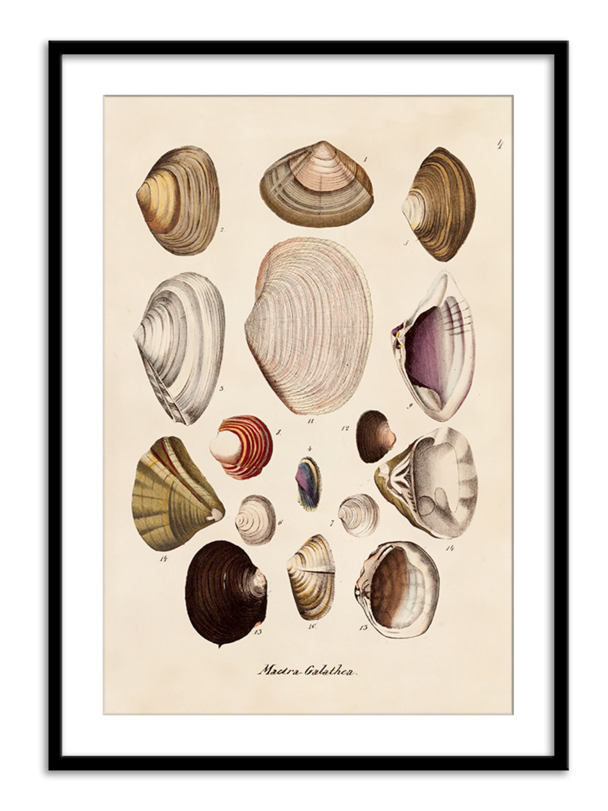 Wall Prints - Mactra - Galathea