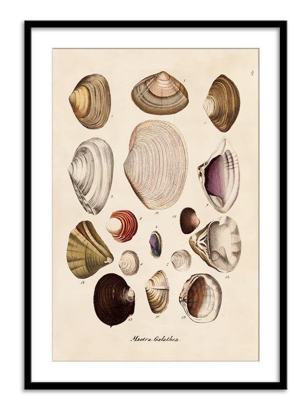 Wall Prints - Mactra - Galathea