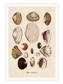 Wall Prints - Mactra - Galathea