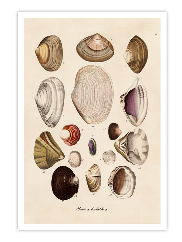 Wall Prints - Mactra - Galathea